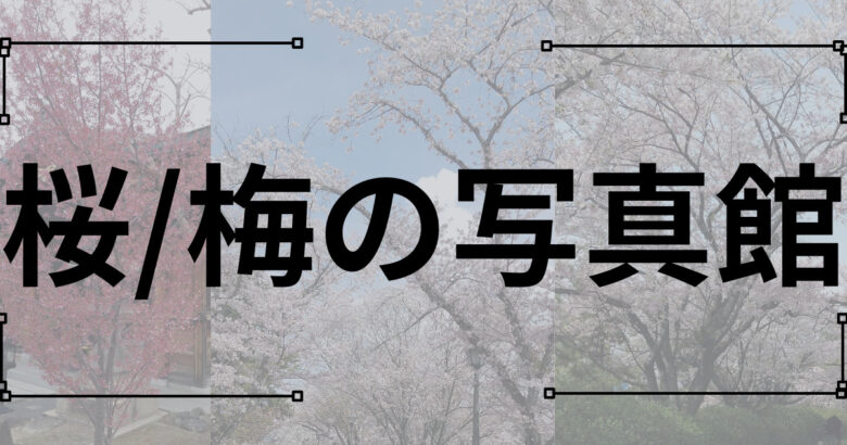 桜/梅の写真館